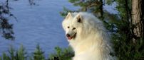 A dog with fluffy white fur on the shore of water