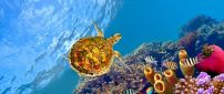A turtle swims underwater between fish