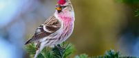 Awesome redpoll bird on a green branch