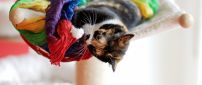 A sweet cat plays with a colored material