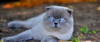 A beautiful white Scottish Fold cat with blue eyes