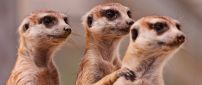 The three brown meerkats - Sun Angel of Africa