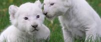 Two cute white lion cubs on the grass
