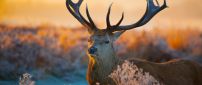 An awesome deer in the field - Wild animal wallpaper