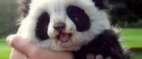 Cute panda bear cub - Wild animals wallpaper