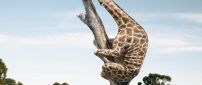 A giraffe is climbing on a tree trunk