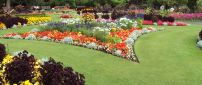 An amazing garden with many colorful flowers