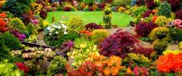 Beautiful backyard garden - Colorful garden