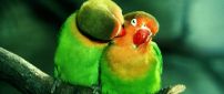 Two lovers - beautiful colored parrots