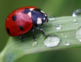 A cute red ladybug on a leaf with drops water