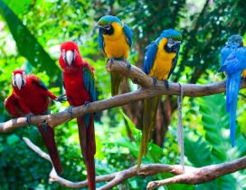 Many colorful parrots on a tree branch
