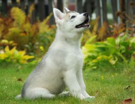 A white and gray Malamute puppy in forest