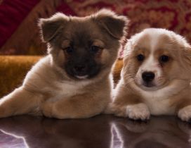 Two cute brown and white puppies