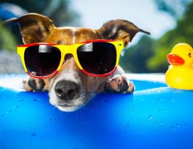 A dog with yellow and red glasses in a pool