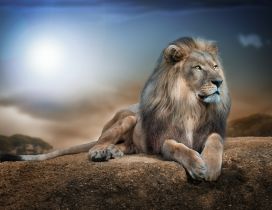 Gorgeous lion on a big rock in jungle
