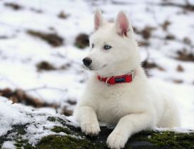 A beautiful white husky dog on a wood with snow