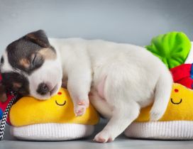 A sweet white puppy, sleeps on the colorful slippers