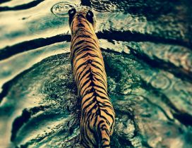 A beautiful tiger in water - Wild animal