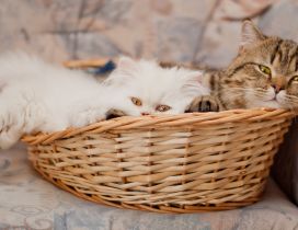 Cute little white and gray cats in a basket
