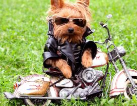 Cool dog style on the motorcycle - Funny brown puppy
