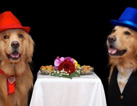 Funny brown dogs couple with hats