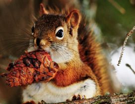 A cute brown squirrel with a pinecone