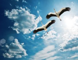 Two gorgeous storks flies on the blue sky