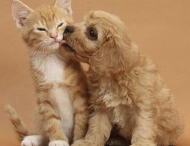 Kiss between sweet dog and cat