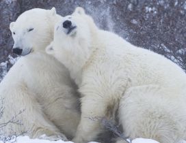 Two cute polar bear - White bear wallpaper