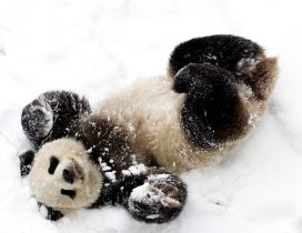 Cute baby panda bear in snow - White and black image