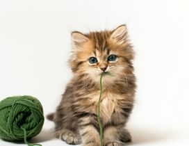 Gray cute kitty with a green clew