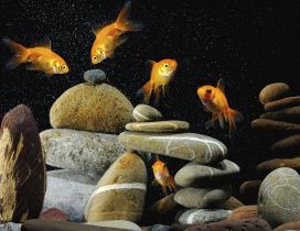 Many gold fish and many stones - Dark wallpaper