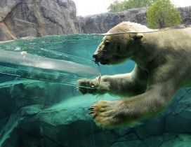 A polar bear swimming in water between rocks