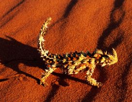 Devil Lizard on the orange sand - Animal wallpaper