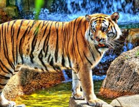 Amazing young tiger on the stones from river