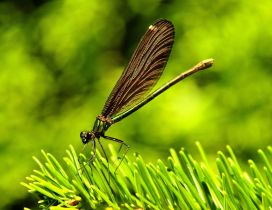 Amazing dragonfly on the green grass