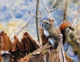 A little squirrel on a branch - Small animal
