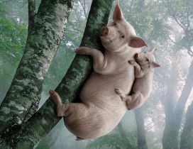 Big and small pigs in the tree - Funny wallpaper