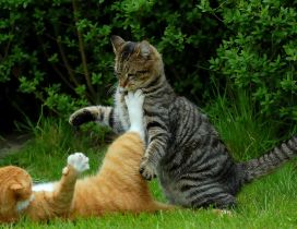 Fight between two cats in grass - Animals wallpaper