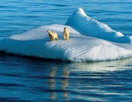 Two polar bears on the ice island in the middle of sea