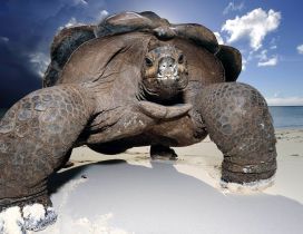 Huge turtle on the beach - Fantastic wallpaper