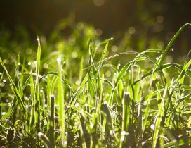 A field with wet green grass in the sun rays