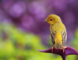 A sweet yellow little bird on the purple flower