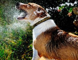 Brown and white dog playing with water drops