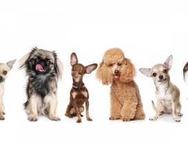 Sweet many different dogs wallpaper
