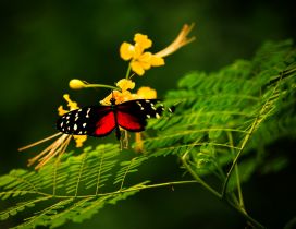 Gorgeous black and red butterfly on yellow flowers