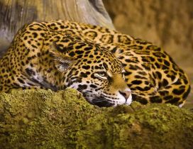 A beautiful jaguar on a rock - Wild animal