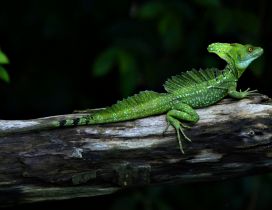 A green reptile on a wood - Scary animal