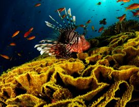 Many orange fish between algae - Underwater wallpaper