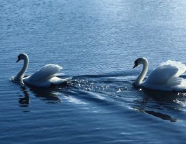 Two gorgeous swans swim on water in the sunlight